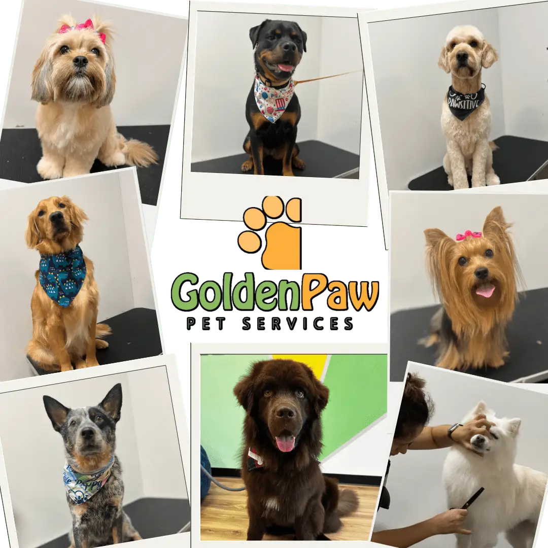 Everyday Golden Paw