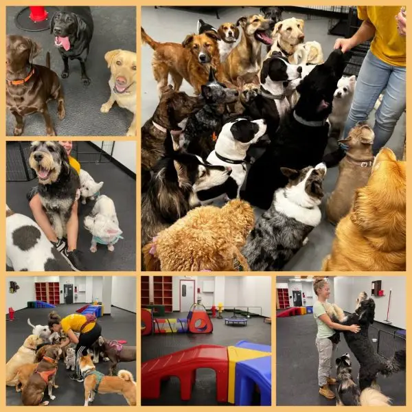 daycare 600x600 1 Golden Paw