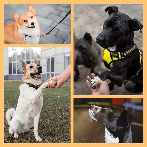 Montagem Training Golden Paw