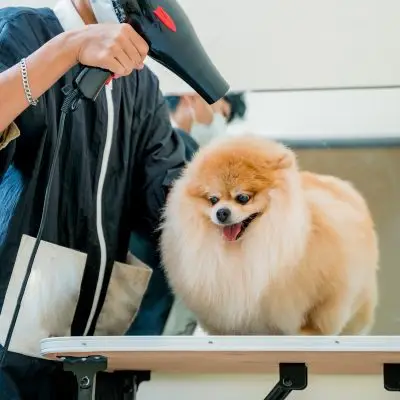 best dog grooming vacuum