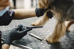Can I use human clippers to groom my dog? Pros & cons 1 Can I use human clippers to groom my dog