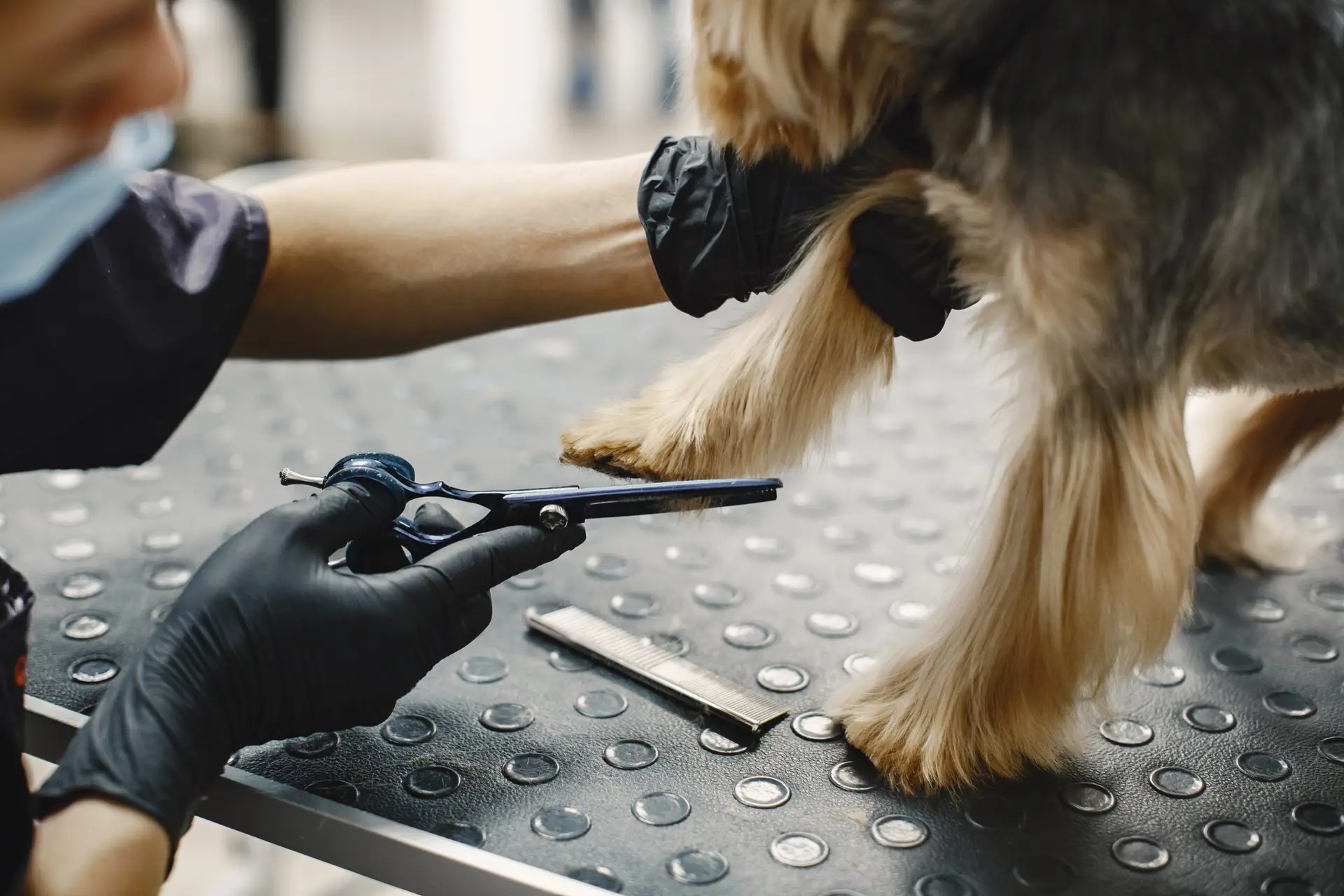 Blogs 17 Can I use human clippers to groom my dog? Pros & cons