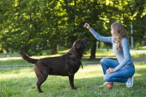 Can you train an old dog? It’s never too late 1 Train an old dog