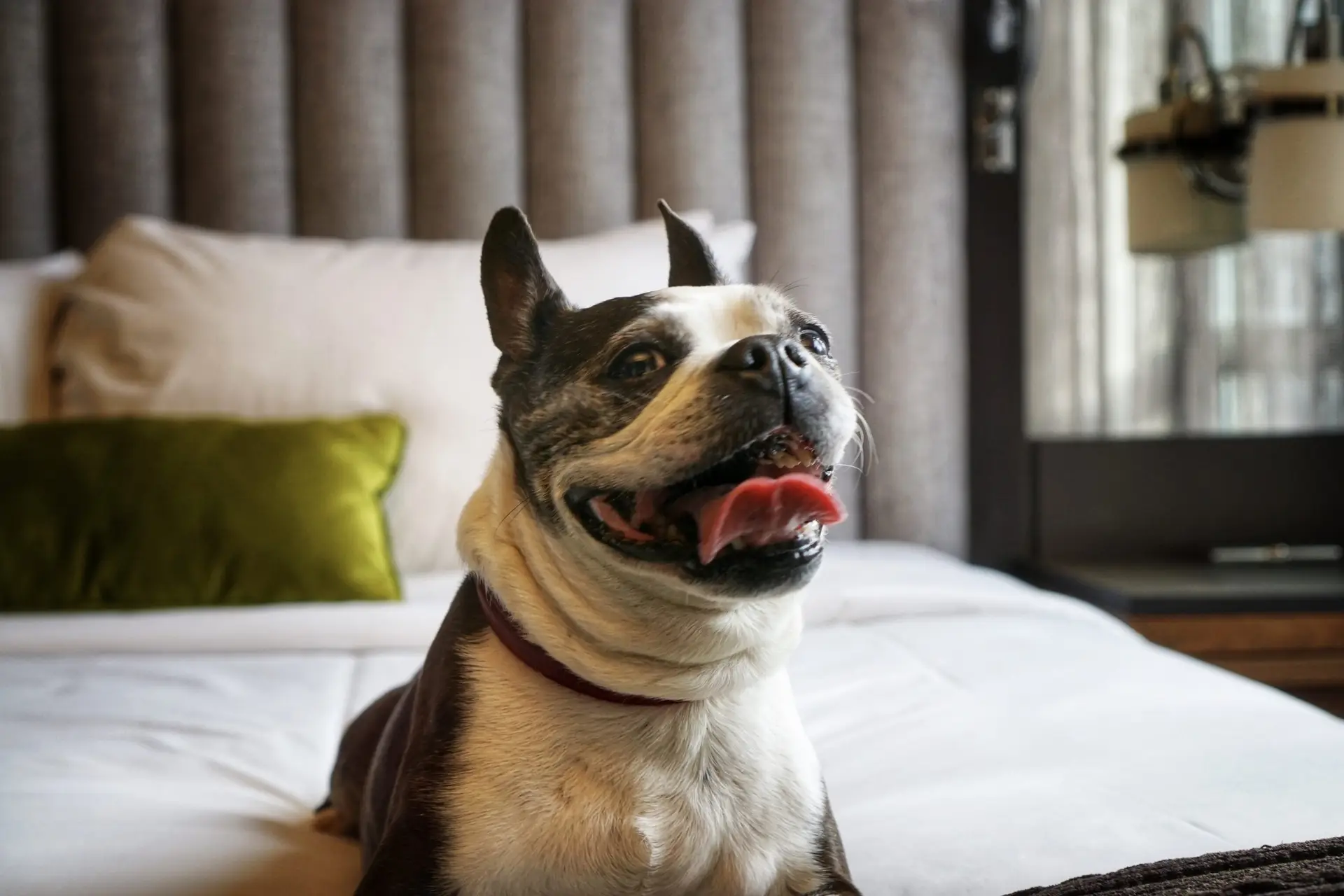 Do you tip dog boarding staff? Tips & etiquette