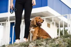 Dog boarding near me: How to choose the best local option? 1 Dog boarding near me