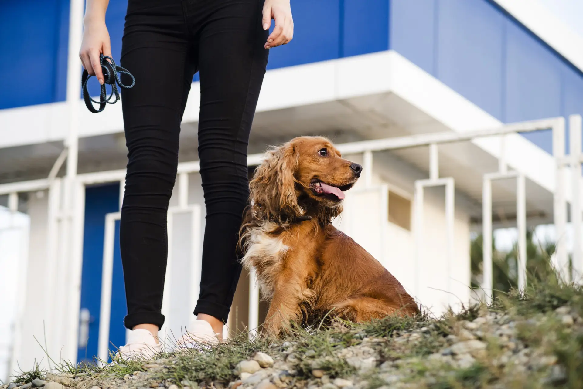 Blogs 20 Dog boarding near me: How to choose the best local option?