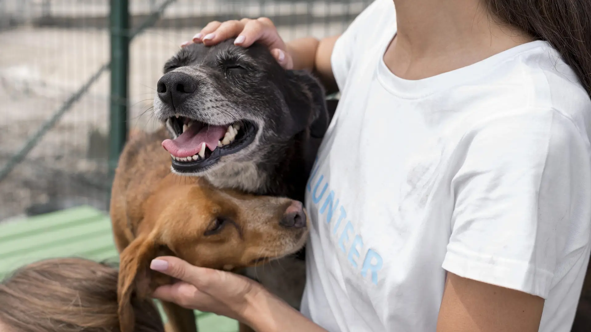 Dog daycare near me: How to pick the right local facility