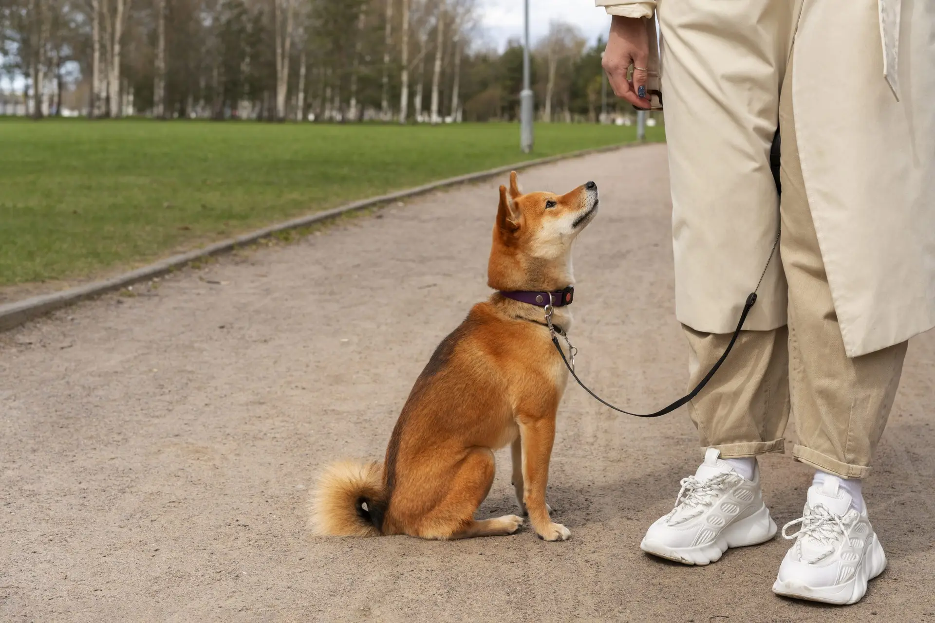 Blogs 26 How can I train my dog to sit? Easy steps with positive reinforcement