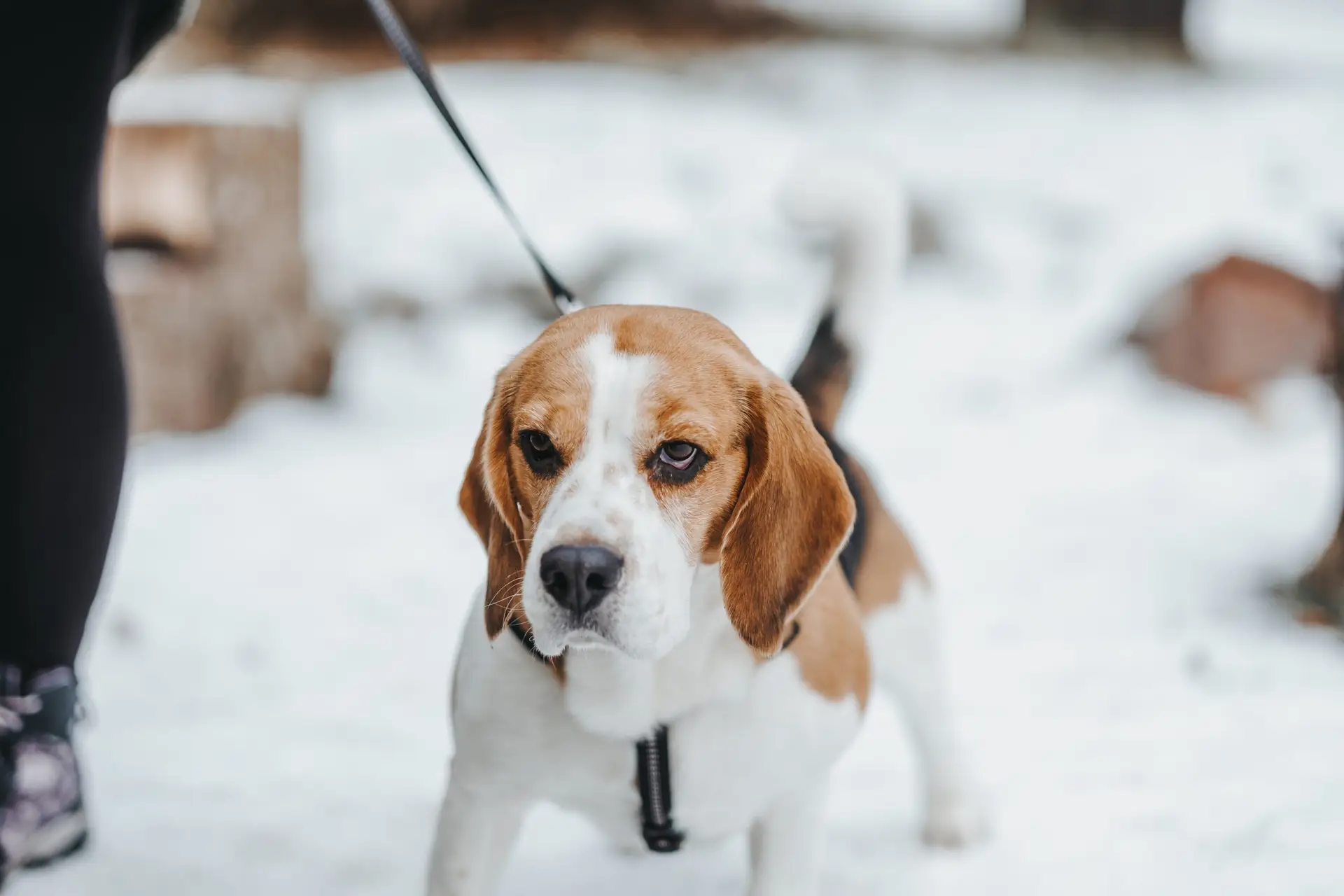 Blogs 16 How cold is too cold to walk a dog? Seasonal safety guidelines