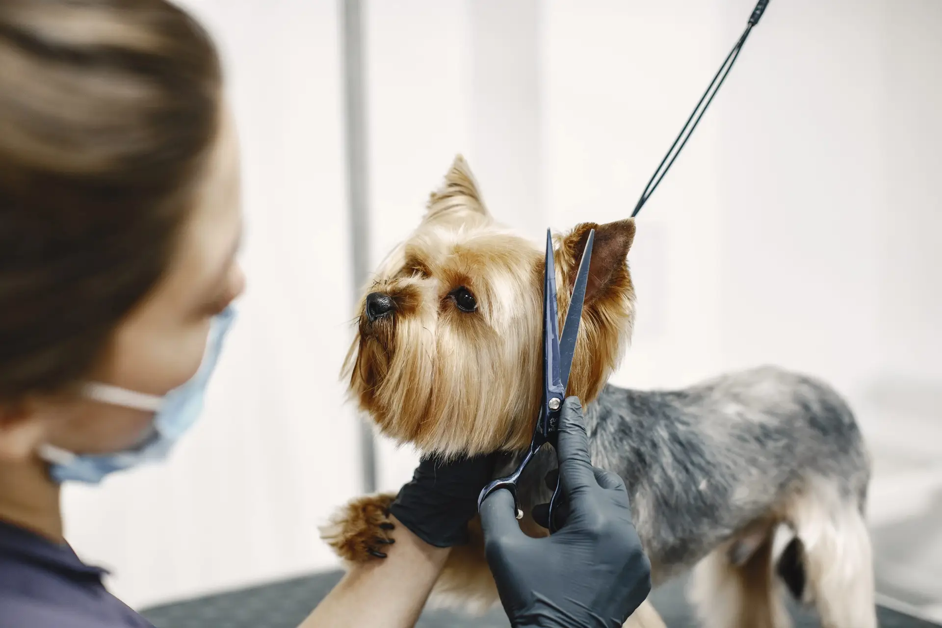Blogs 21 How long does dog grooming take? Estimate by service & bree