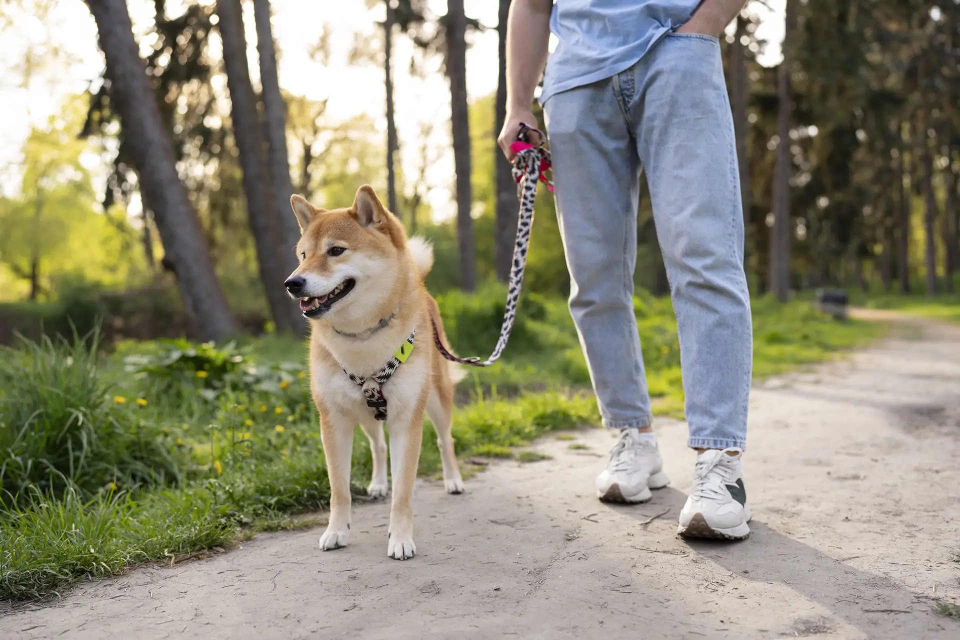 How long should I walk my dog each day? Activity guidelines for pet health