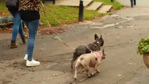 When to Feed Your Dog After a Walk