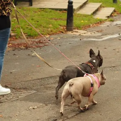 When to Feed Your Dog After a Walk