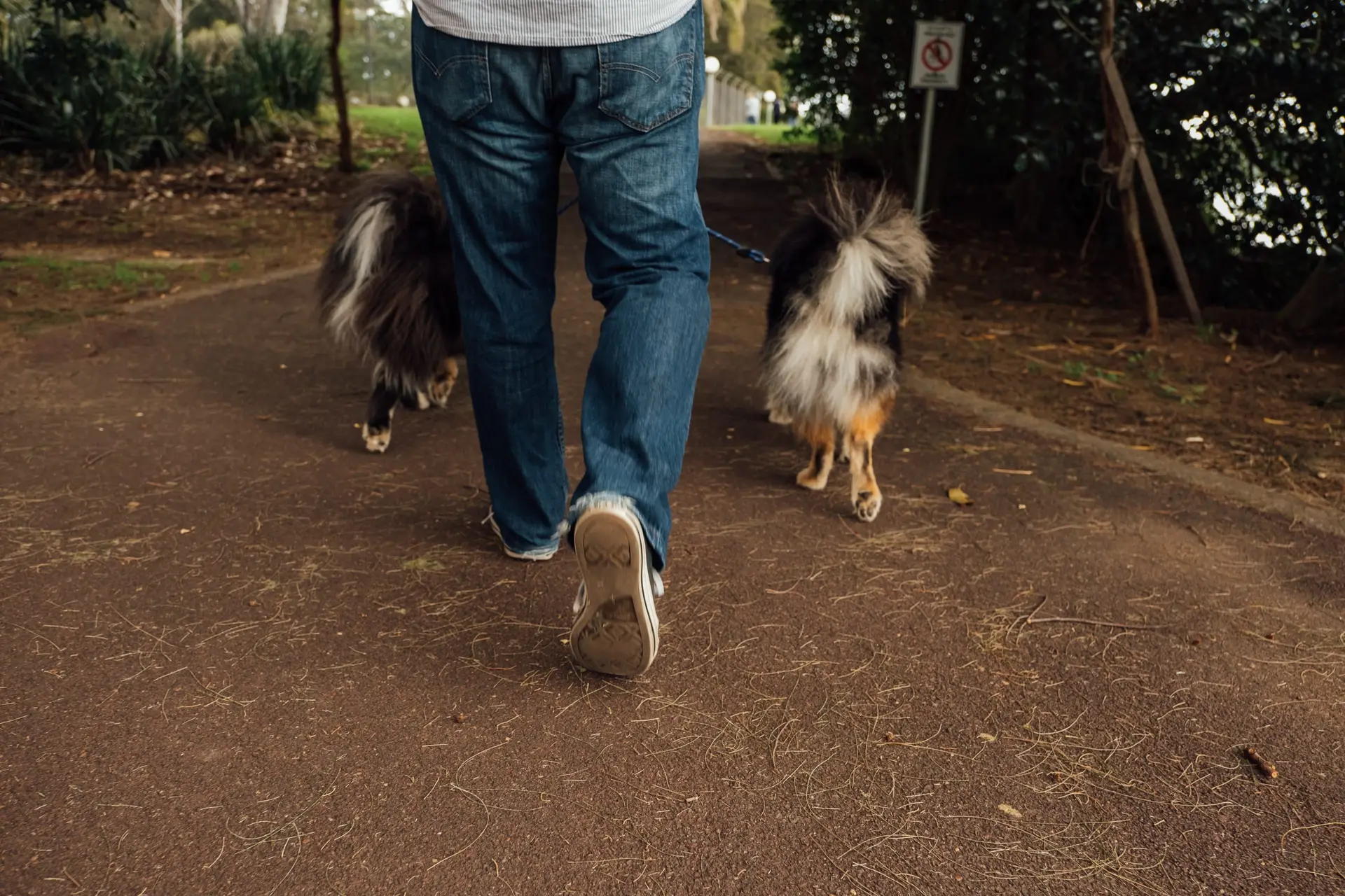 How long to wait to walk your dog after eating? Vet safety advice