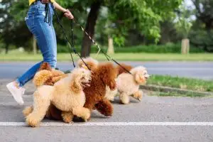 How much does a dog walker cost