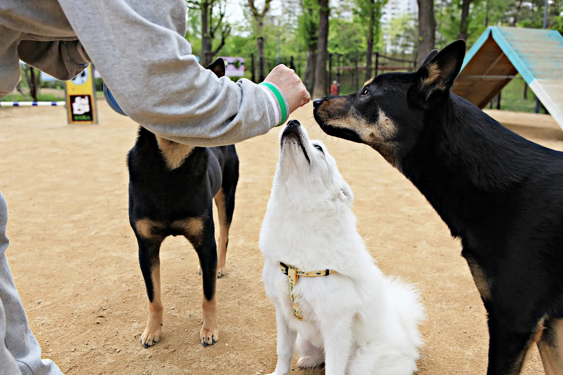 Blogs 25 How much does dog boarding cost in Massachusetts?