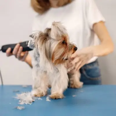 dog grooming cost