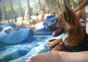 How much is dog boarding per day