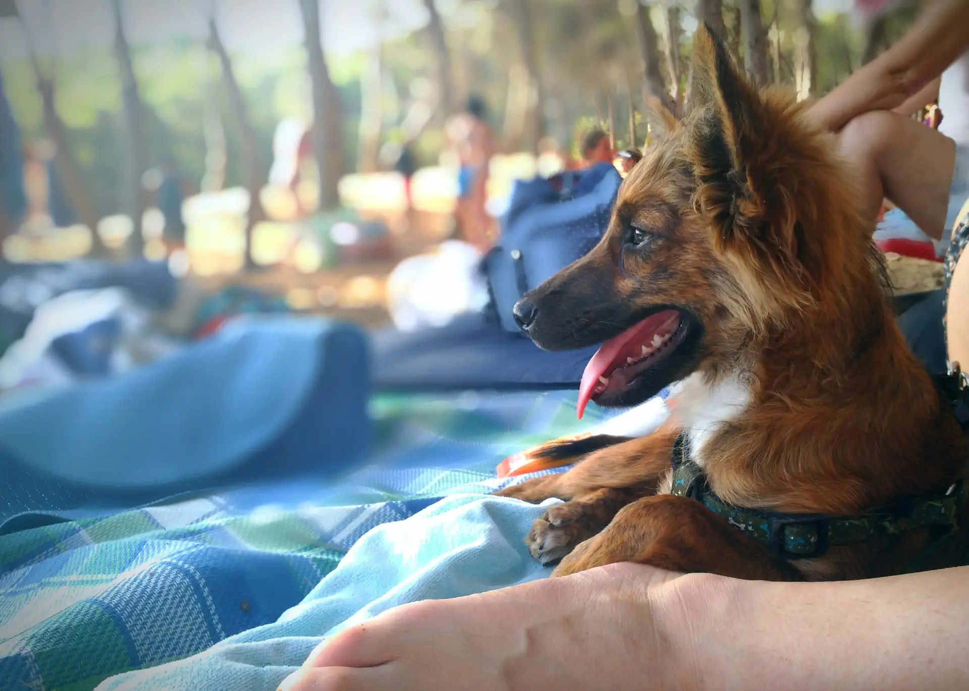 How much is dog boarding per day? What to expect by region & package