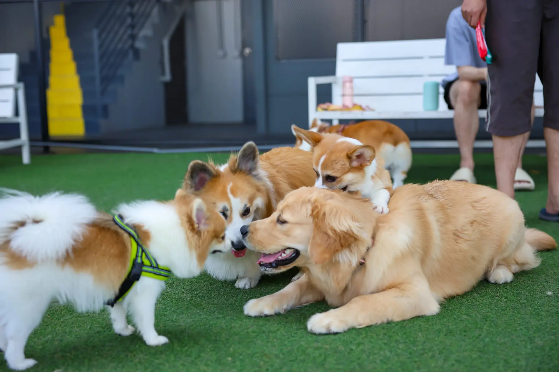 How much is dog daycare? Average rates & considerations