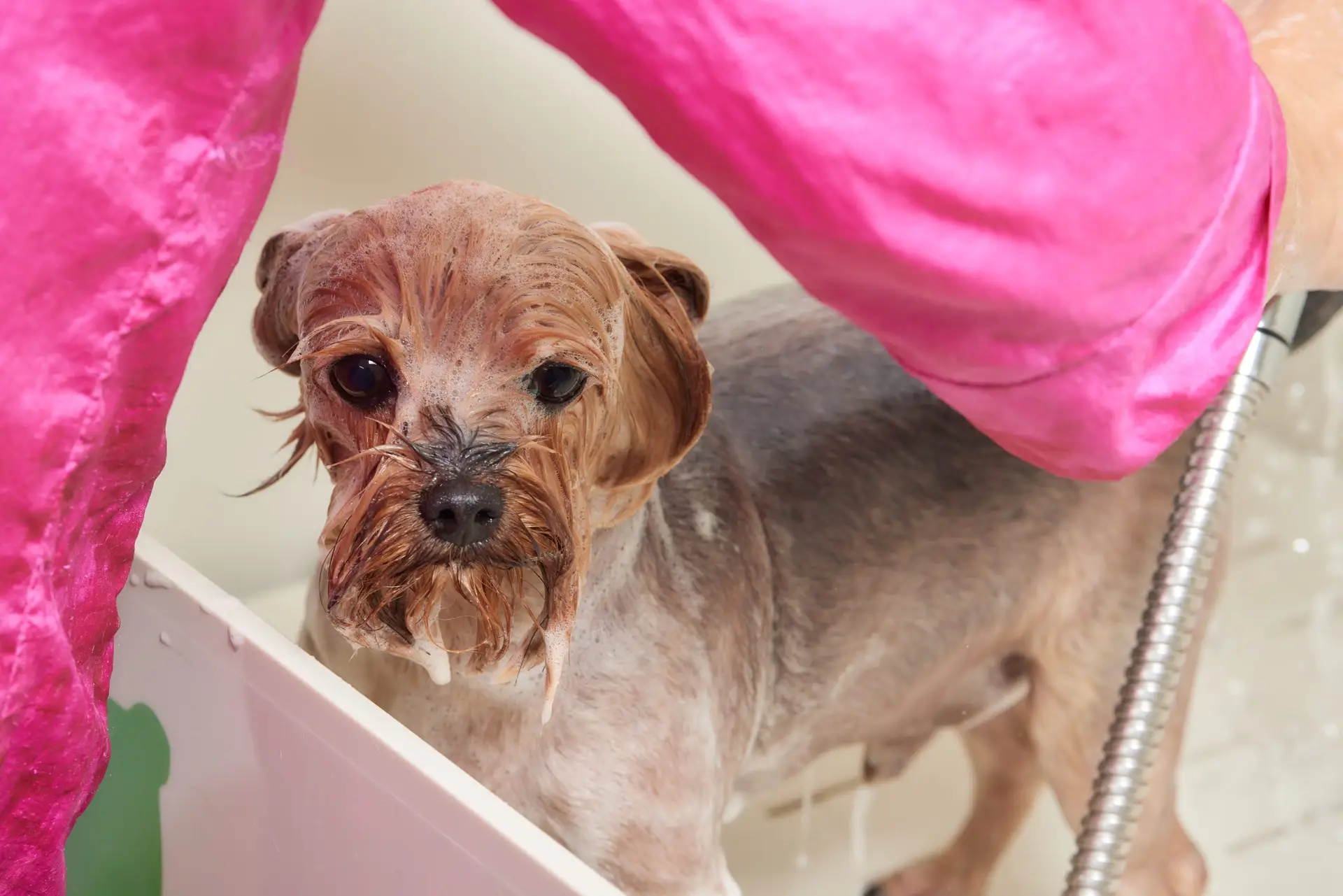 How often do dogs need to be groomed? Grooming schedules by breed