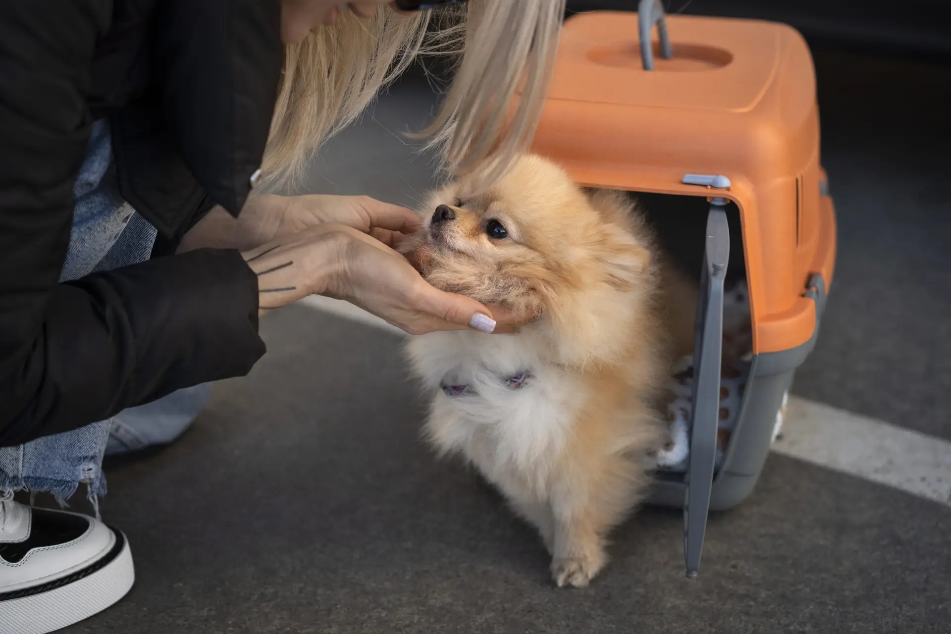 How to crate train a dog? Positive, stress-free method