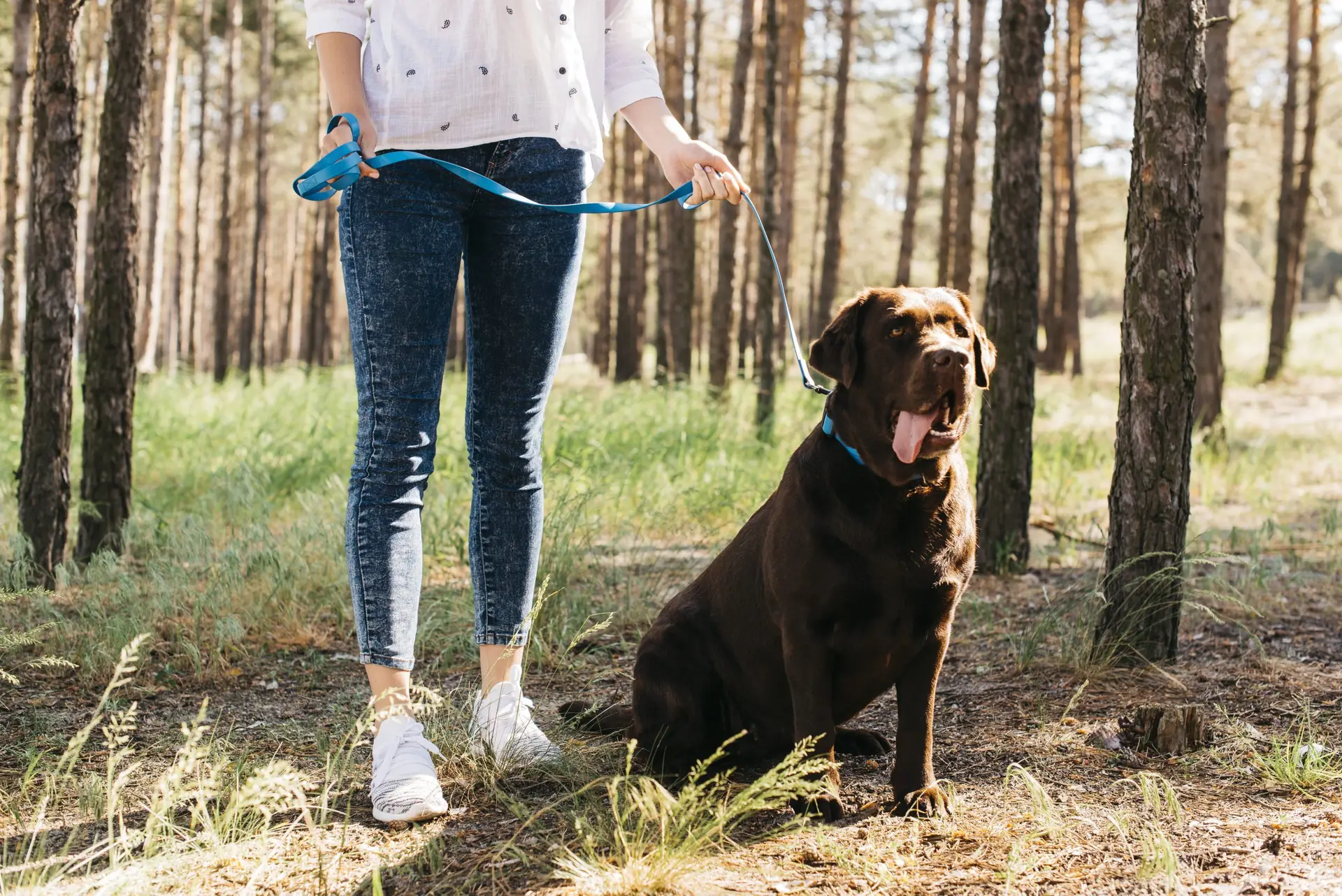 Blogs 22 How to teach a dog to walk on a leash? Beginner to pro