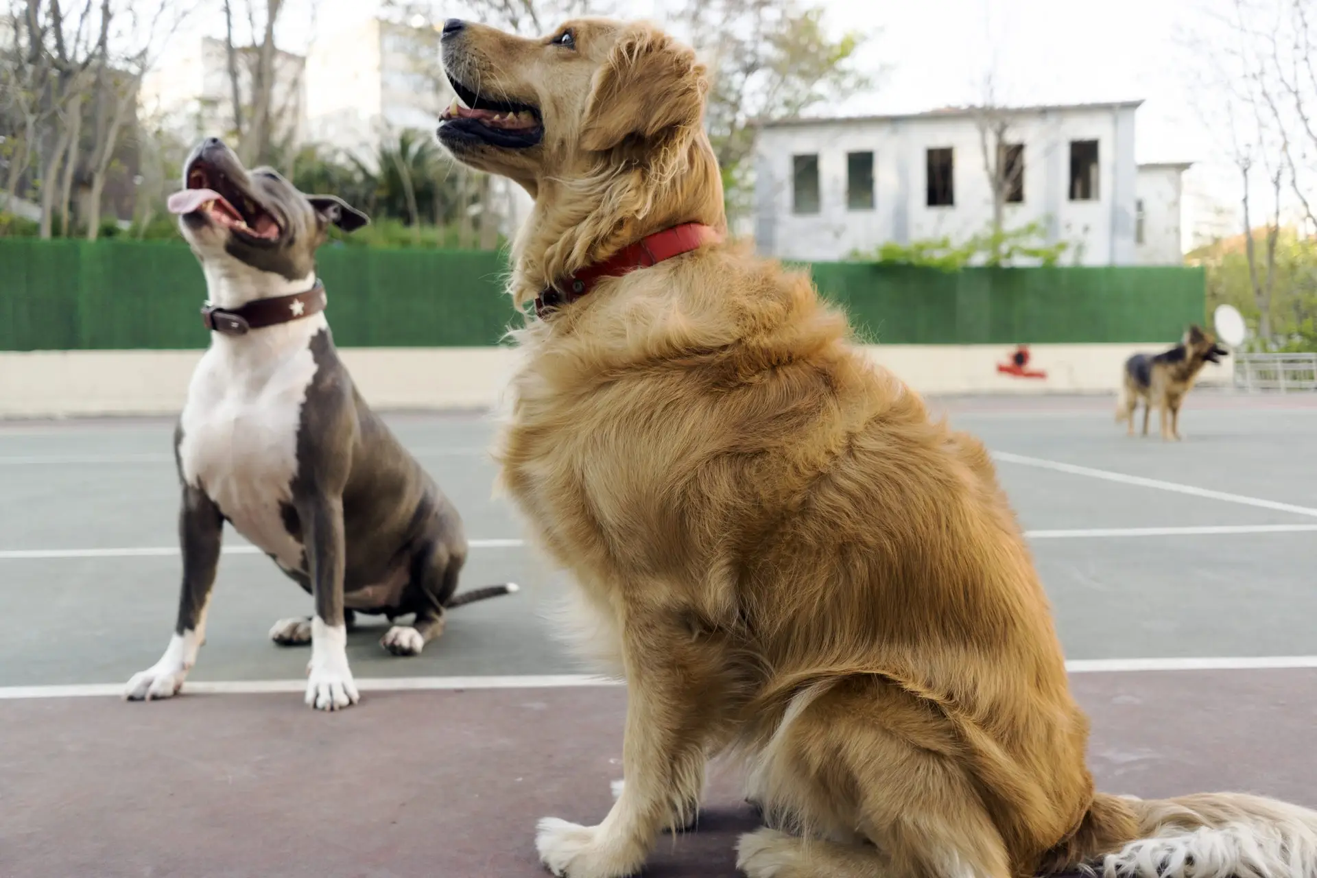 Blogs 24 Is doggy daycare good for dogs? Benefits & considerations