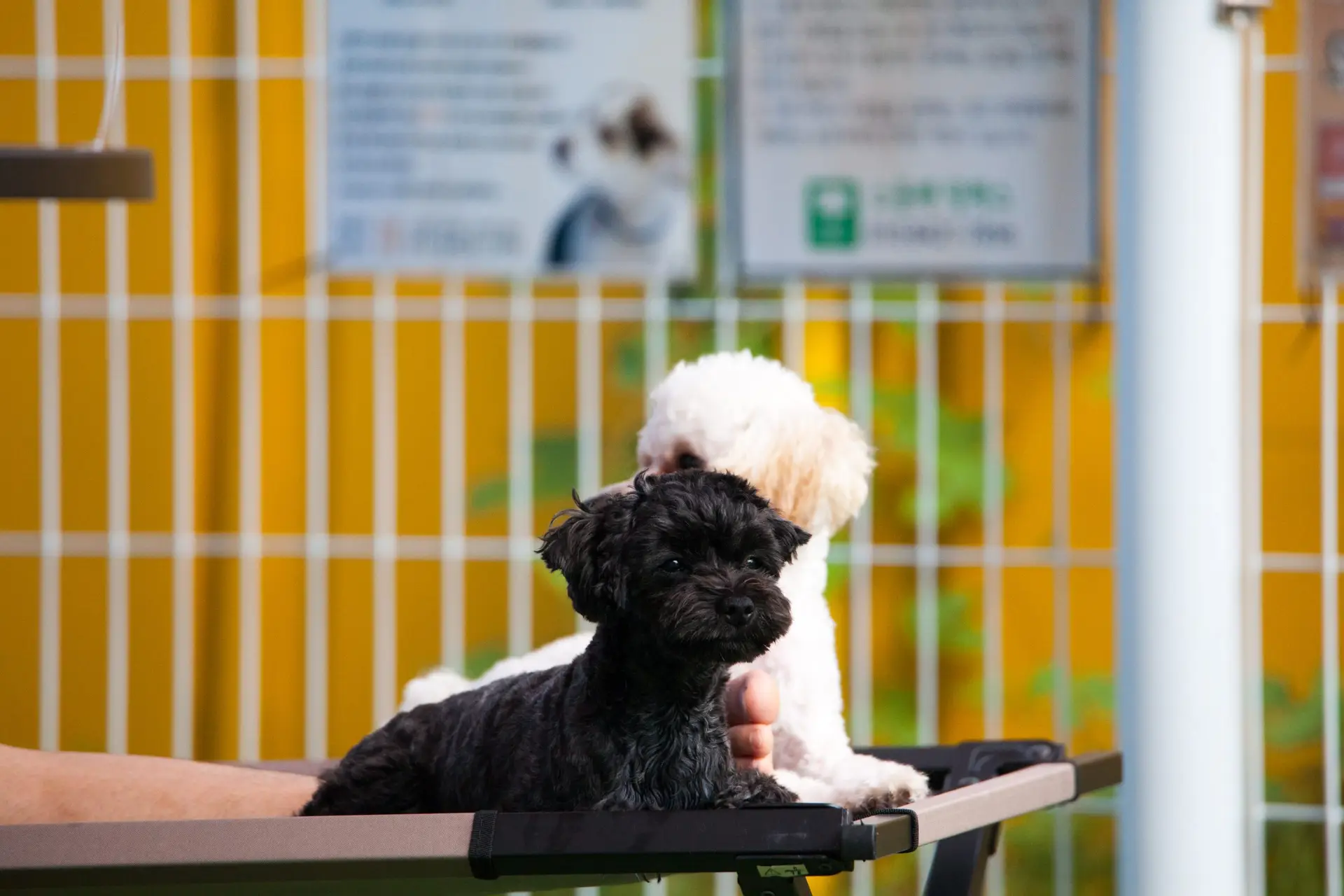 Blogs 4 What is dog boarding? Everything pet parents should know