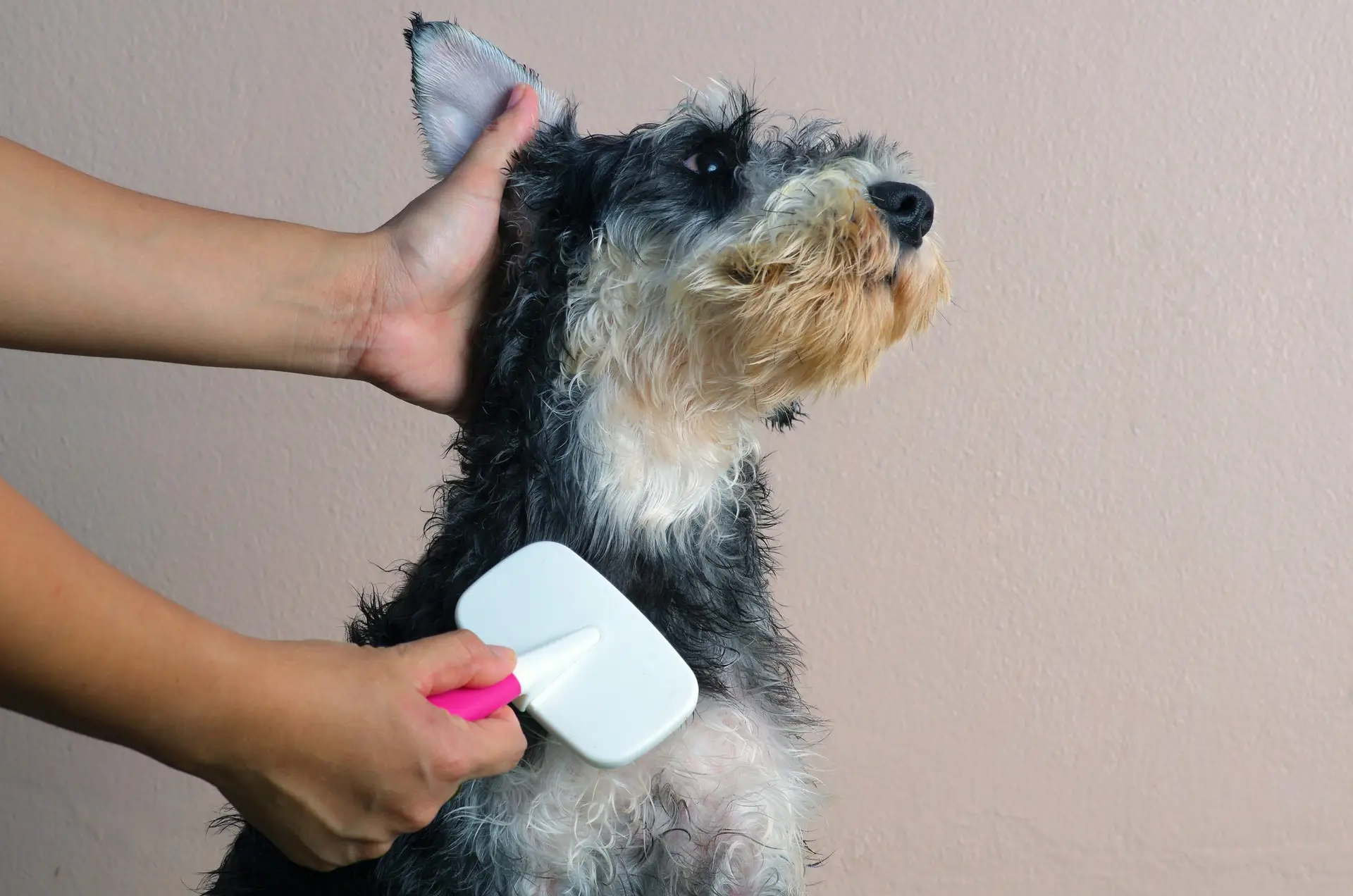 Blogs 26 What vaccines do dogs need for grooming? Safeguard them & others