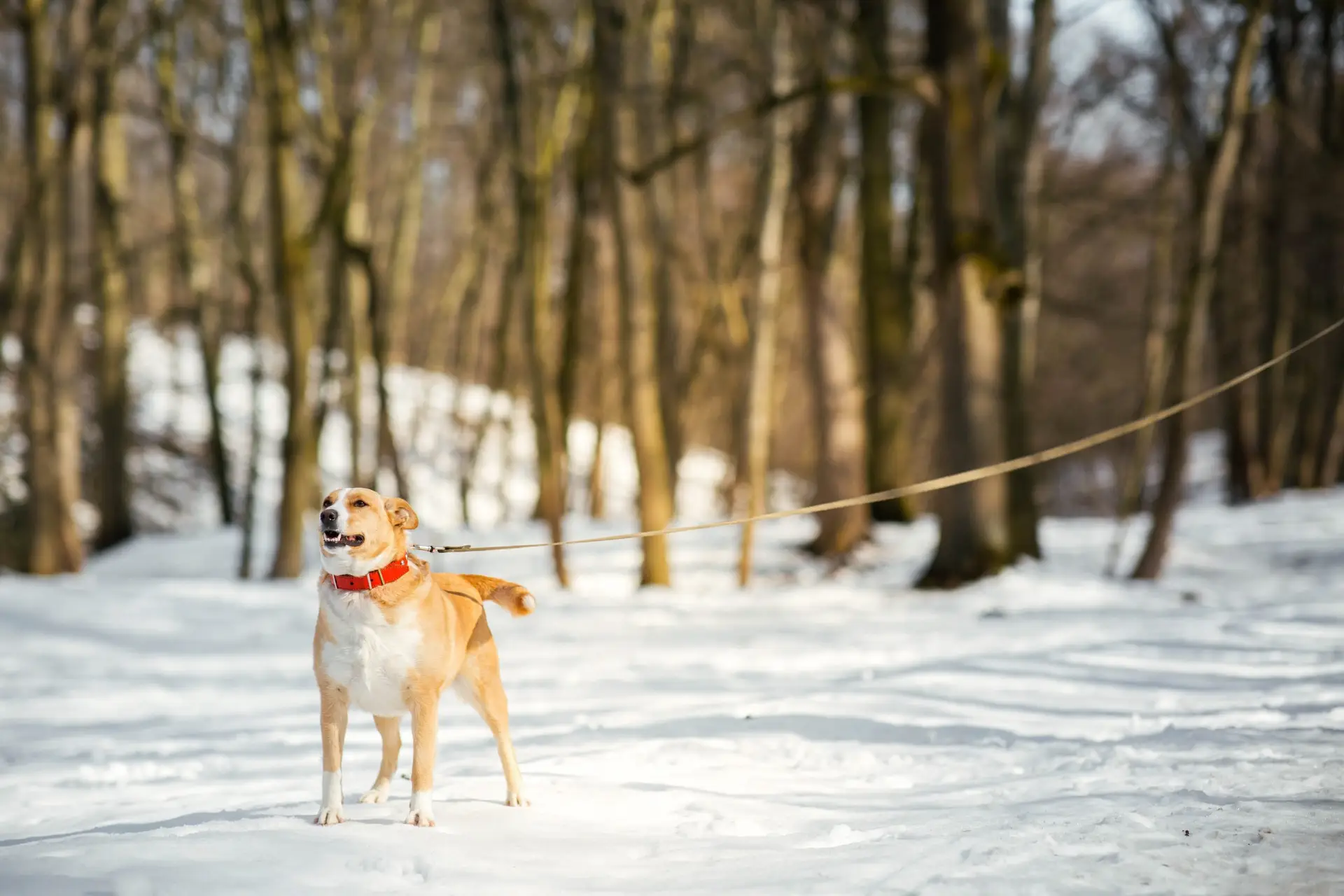 Blogs 15 Can Dogs Walk in Snow?