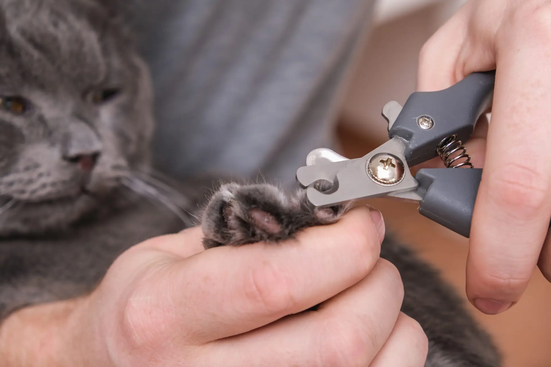 Blogs 20 Can You Trim a Cat’s Nails?