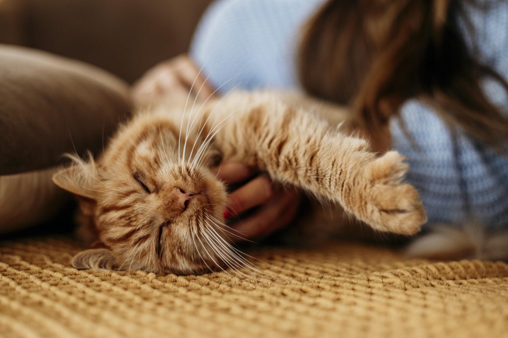 Cat sitting services: Peace of mind for pet owners 1 Cat sitting services