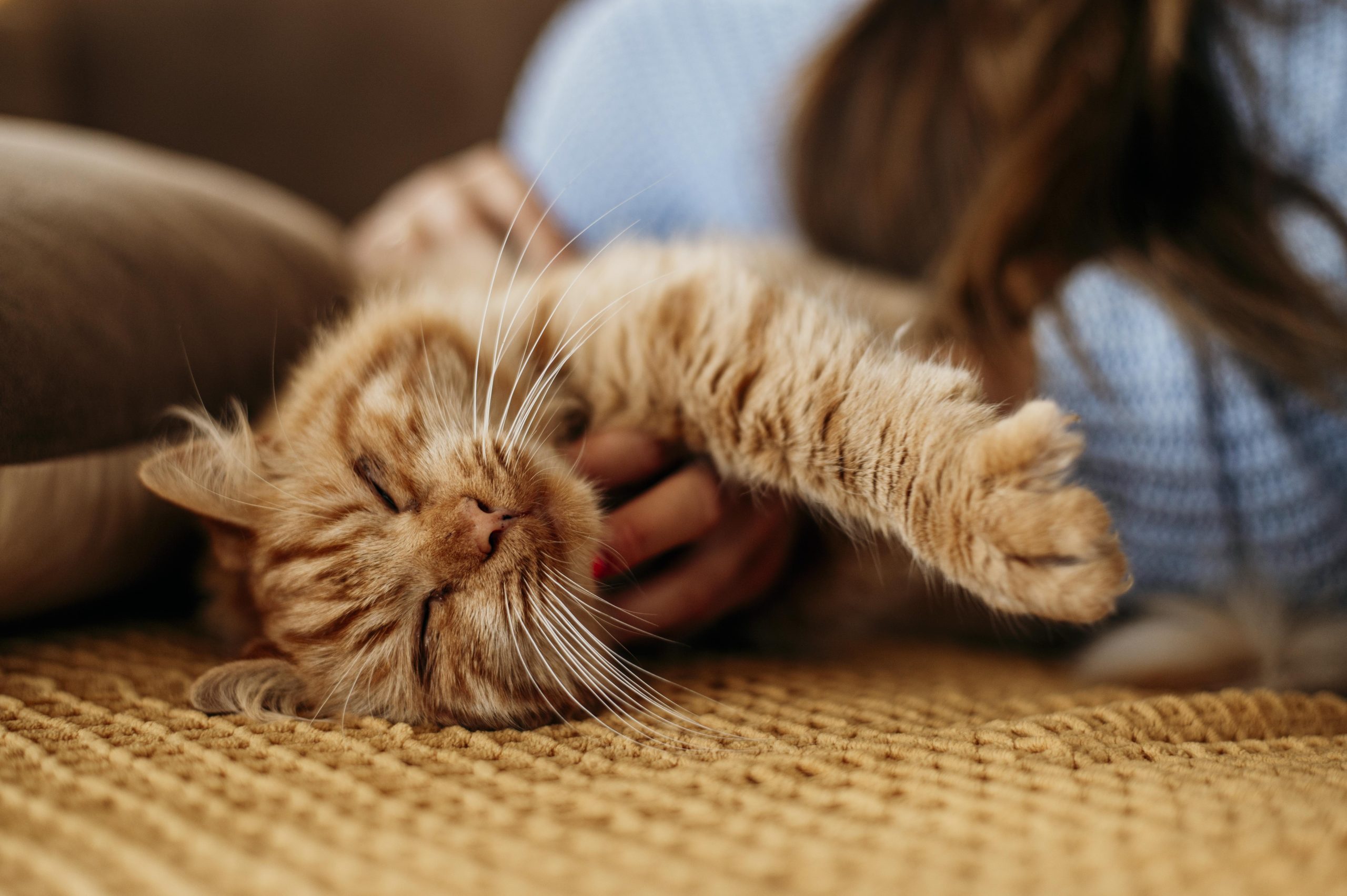 Blogs 23 Cat sitting services: Peace of mind for pet owners