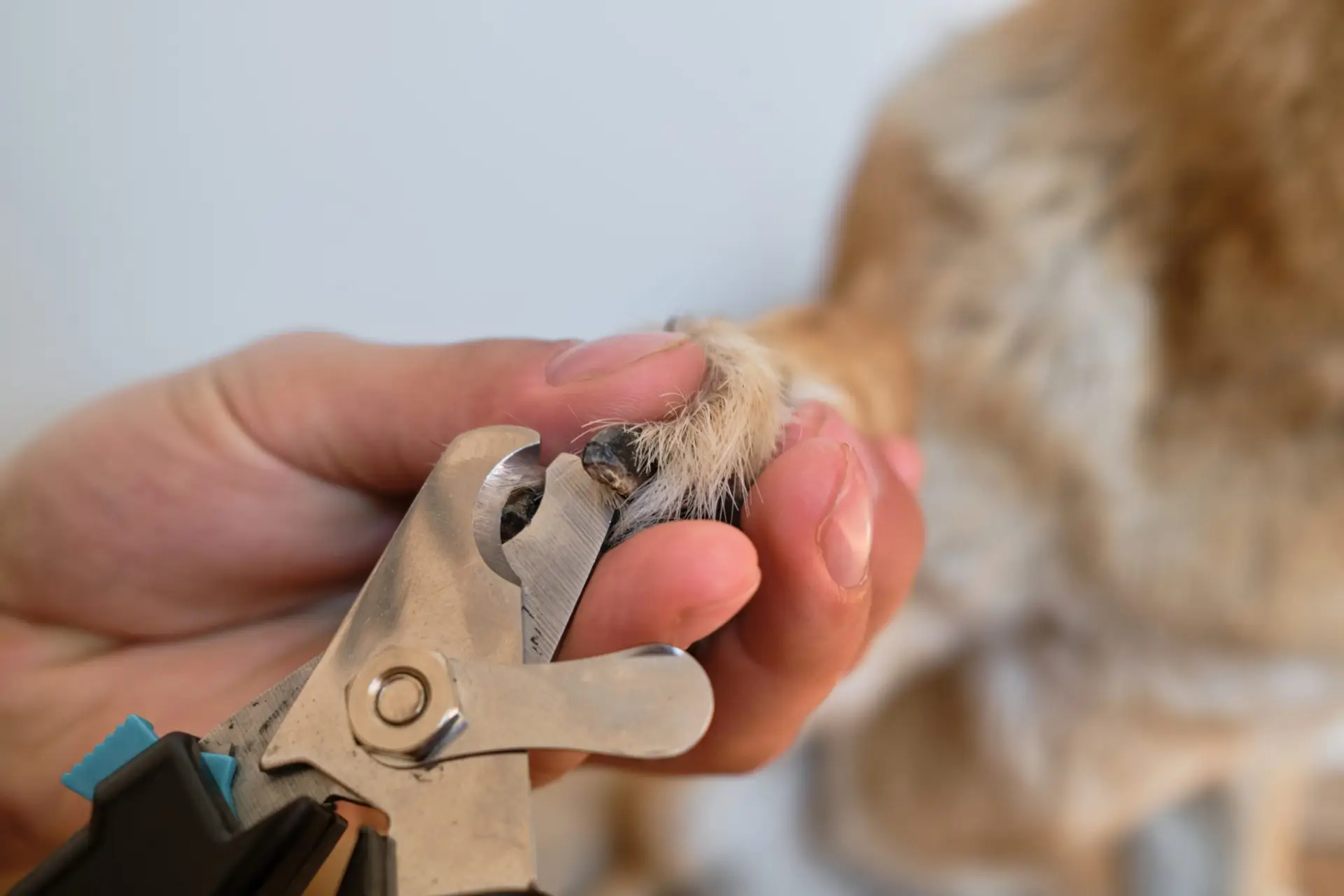 Blogs 21 Best Clippers for Dog Nails