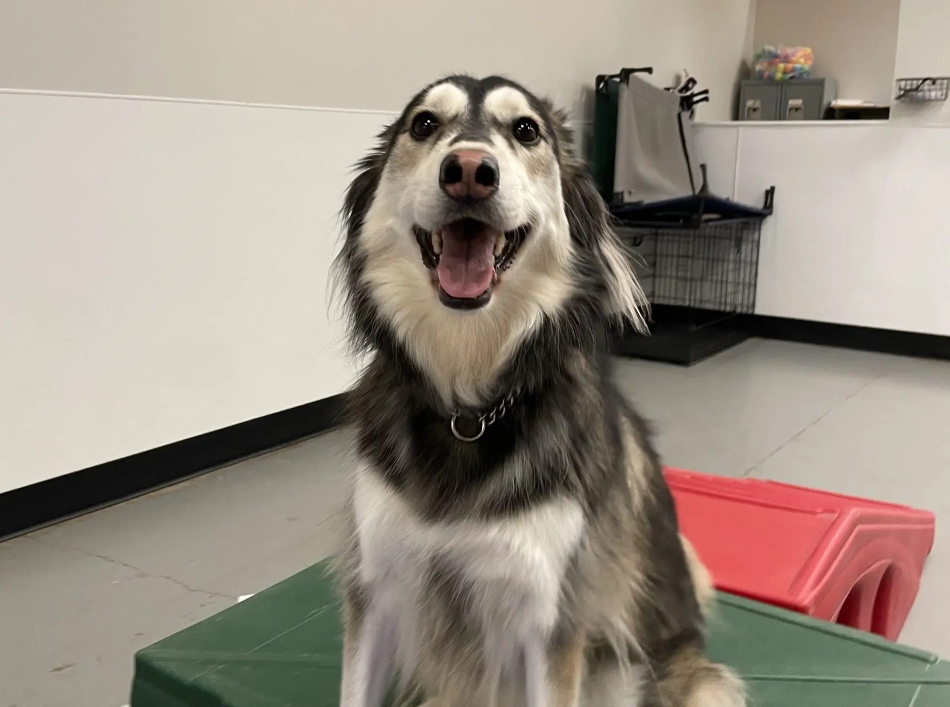 Blogs 22 Day spa for dogs: What to expect from professional care
