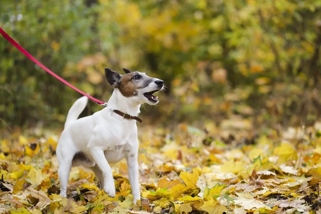 Do Dogs Need to Be Walked Every Day? 1 do dogs need to be walked every day Golden Paw