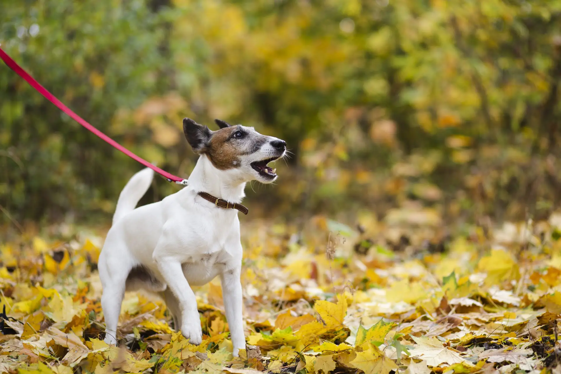 Blogs 19 Do Dogs Need to Be Walked Every Day?