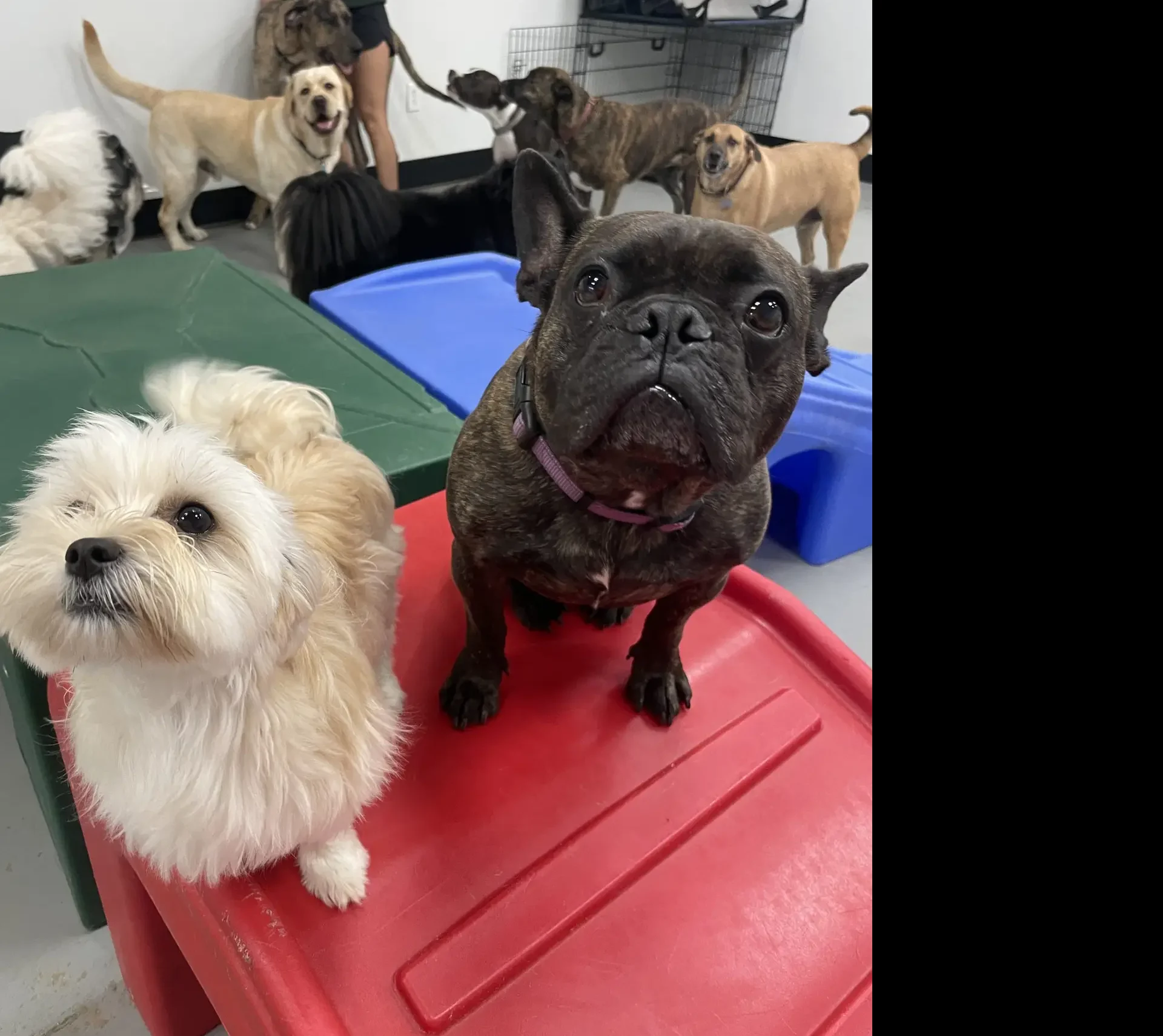 Blogs 24 Dog Boarding Services