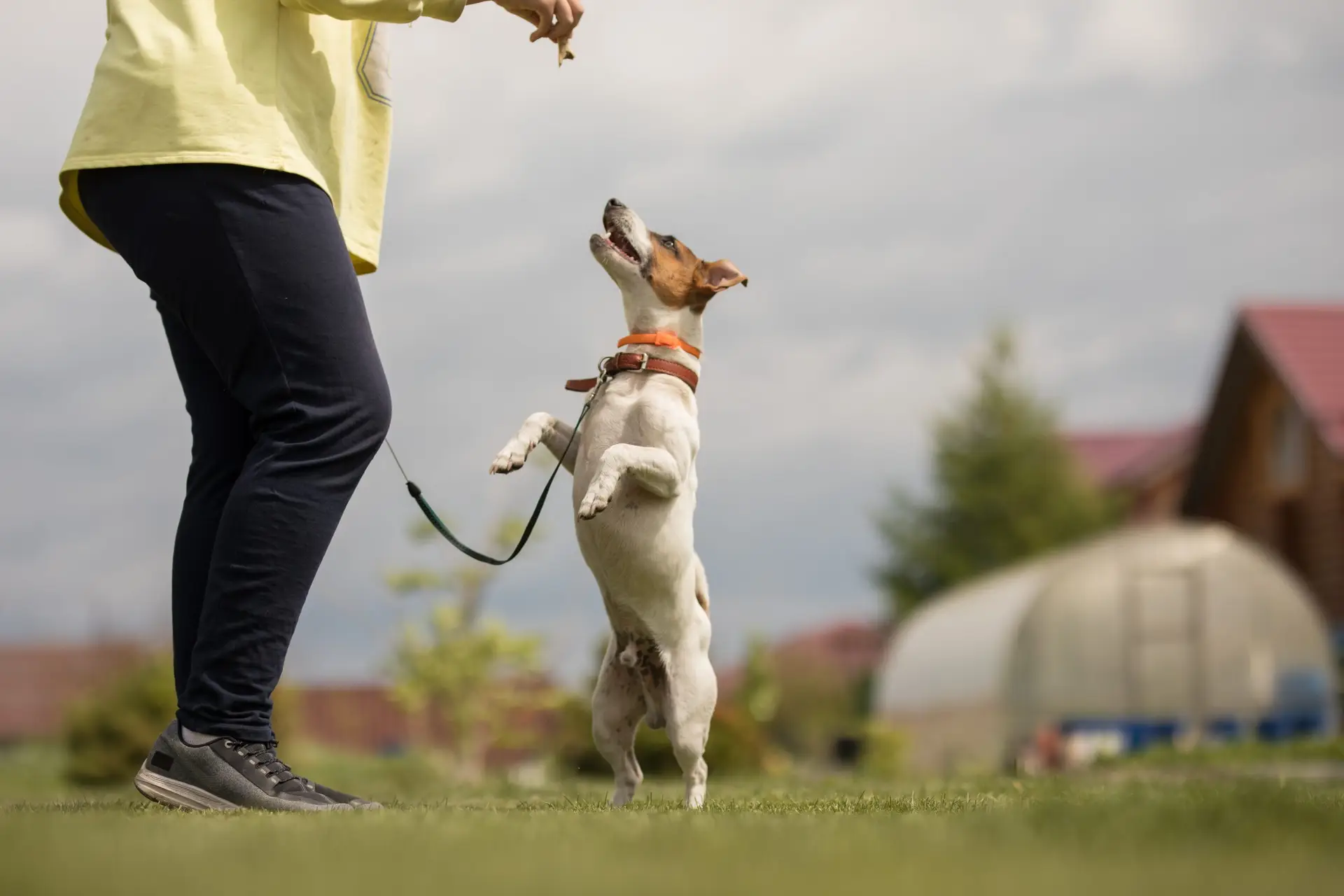 Blogs 19 Dog Training in Marlborough, MA