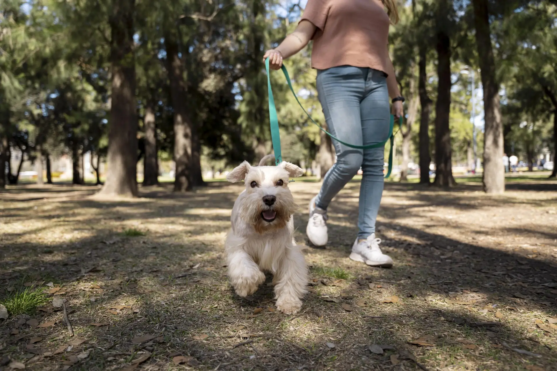 Blogs 24 Dog walking services: Benefits & what to expect