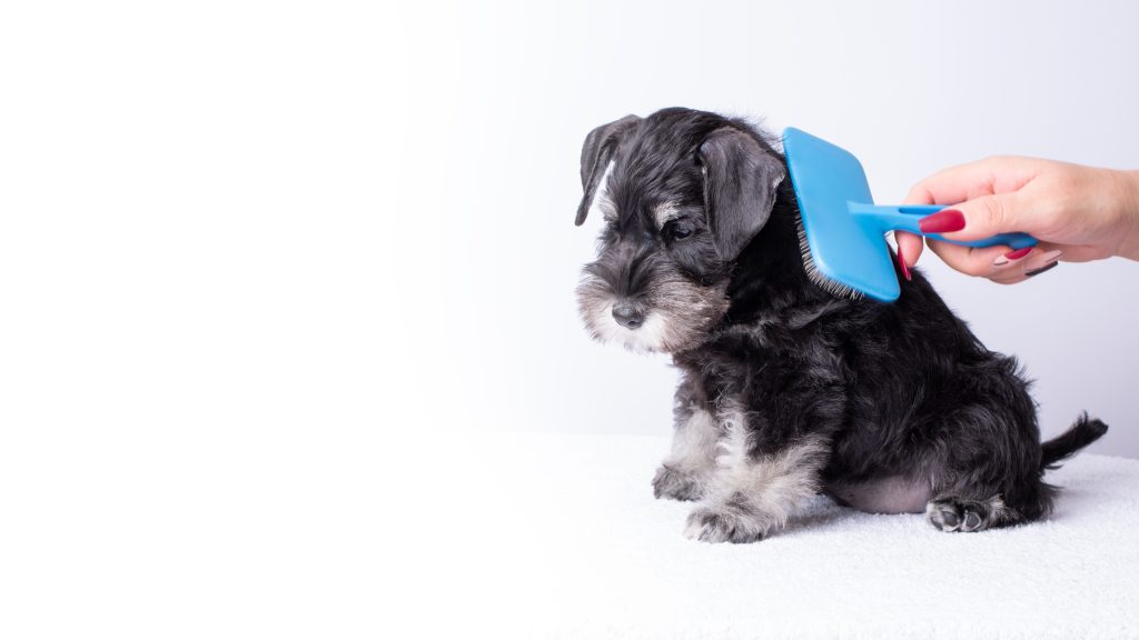 Best grooming brush for puppies: Gentle & effective options 1 Best grooming brush for puppies