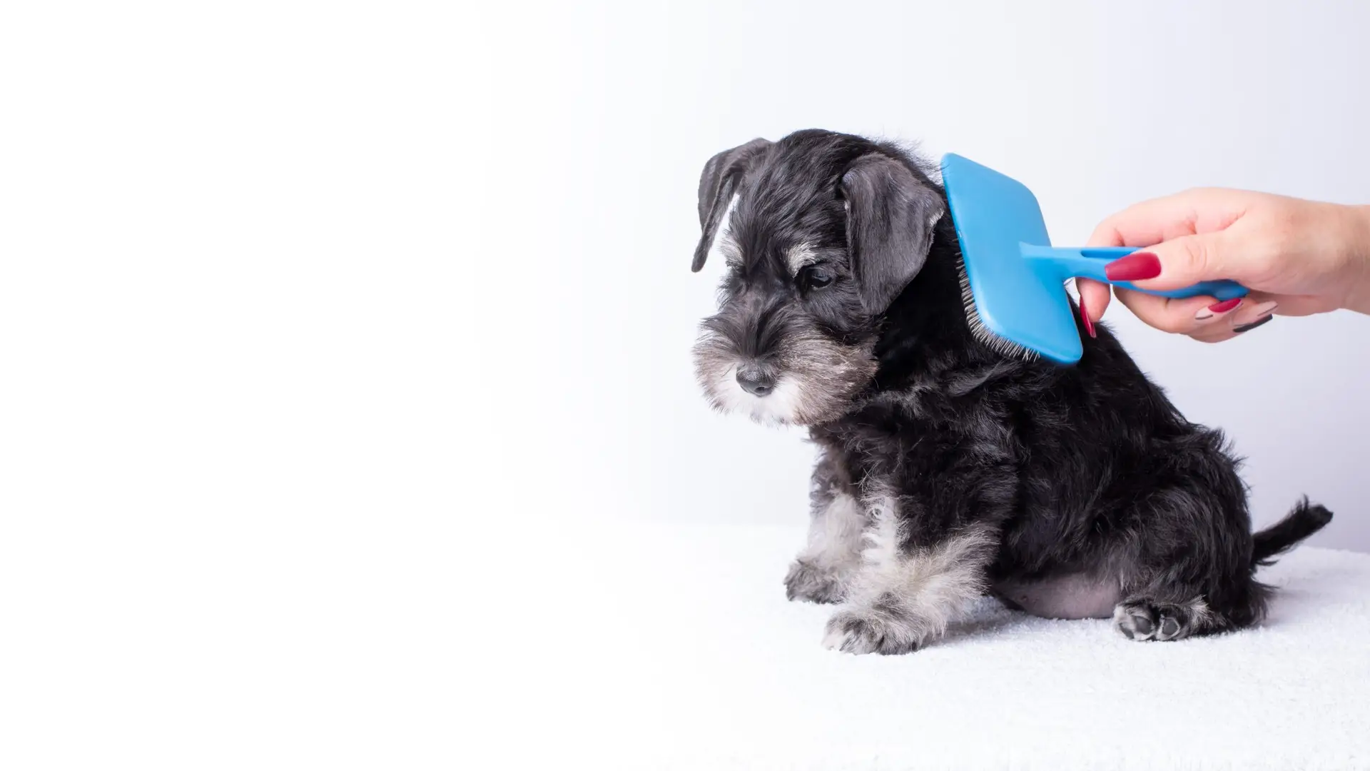 Blogs 19 Best grooming brush for puppies: Gentle & effective options