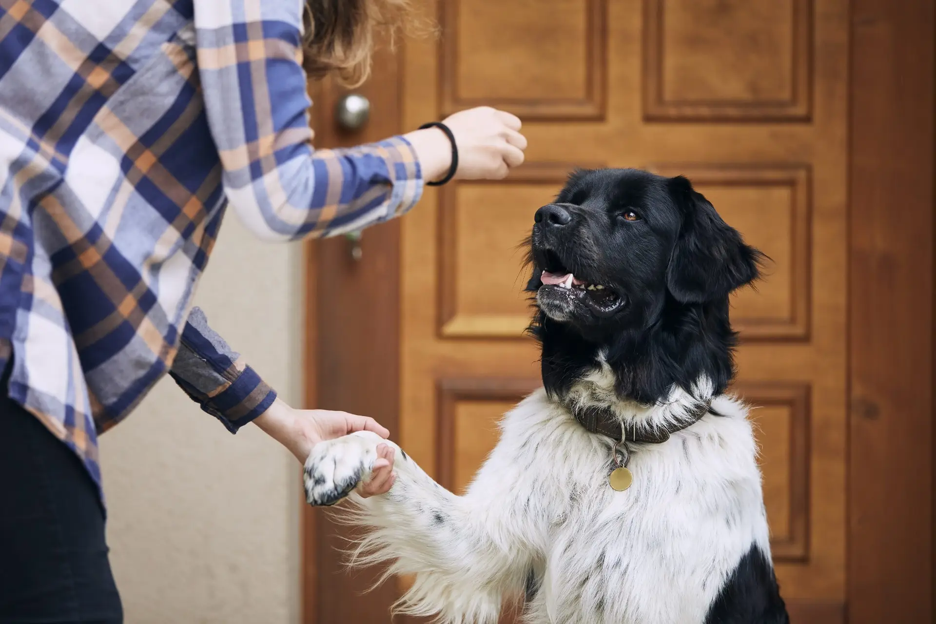 Blogs 17 How long does it take to house train a dog?