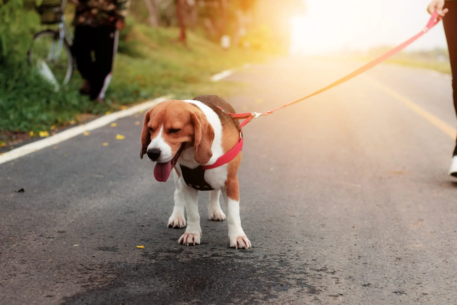 Blogs 16 How Long Should I Walk My Dog?