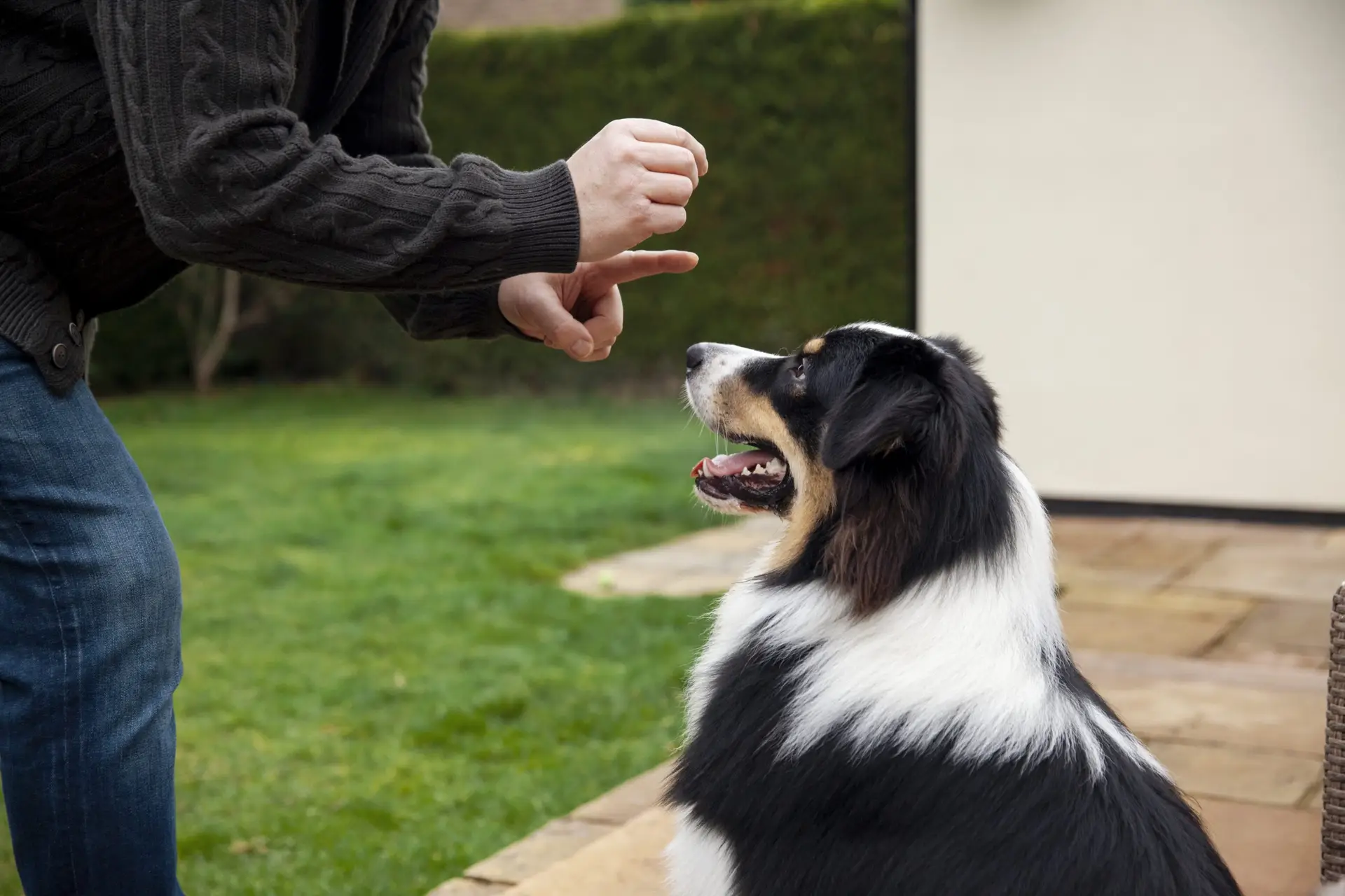 Blogs 18 How much is dog training? Costs & what to expect