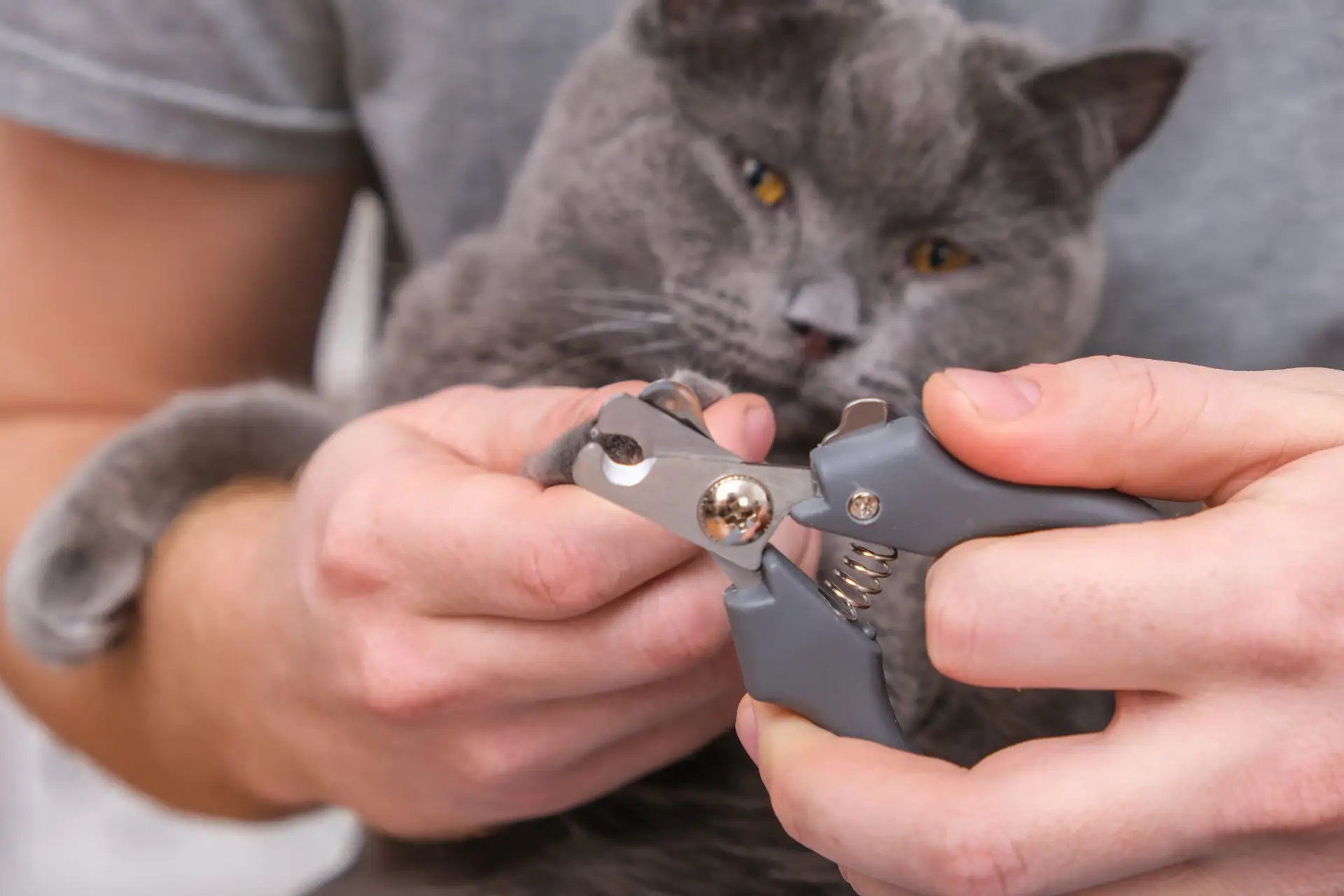 Blogs 18 How to Cut Cat Nails Safely?