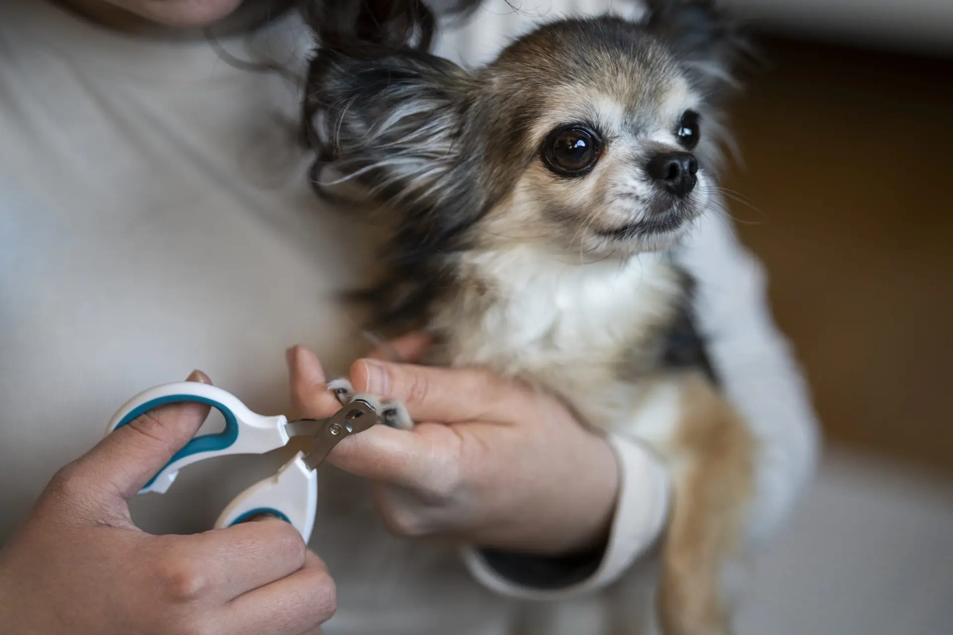 Blogs 22 How to Cut Dog Nails Safely?
