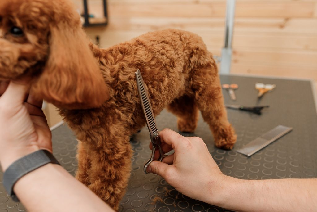 How to Cut Goldendoodle Hair? 1 How to Cut Goldendoodle Hair