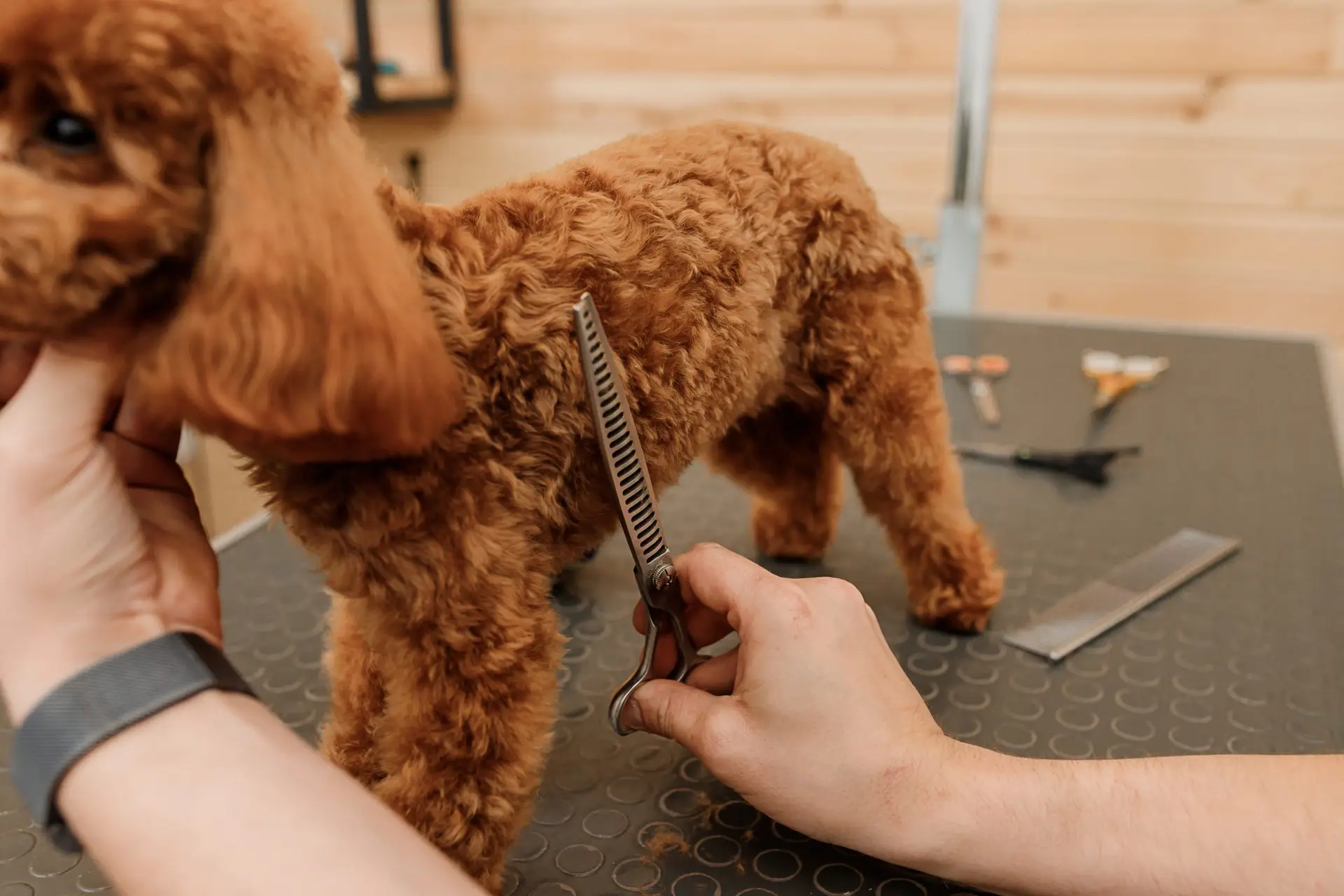 Blogs 23 How to Cut Goldendoodle Hair?